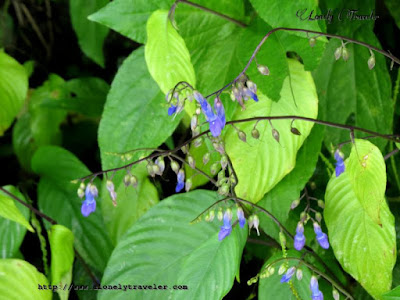 East Indian Klugia - Rhynchoglossum notonianum