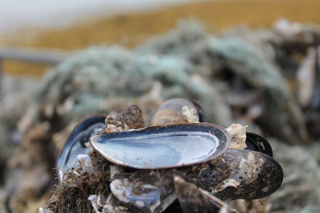 Mussels Ardgroom Cork