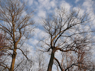 trees and clouds