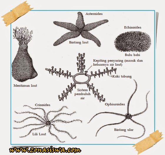 Filum Echinodermata  Struktur Tubuh Sistem Reproduksi 