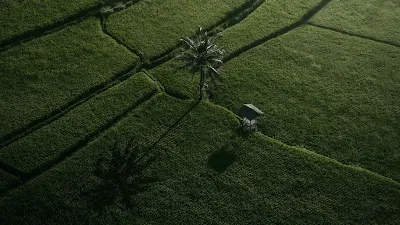 Imagem de Drone, Campo, Palmeira, Vista Aérea