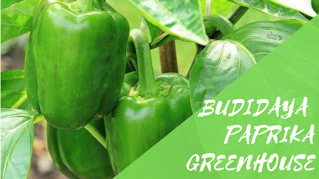 Budidaya Paprika Dalam Greenhouse