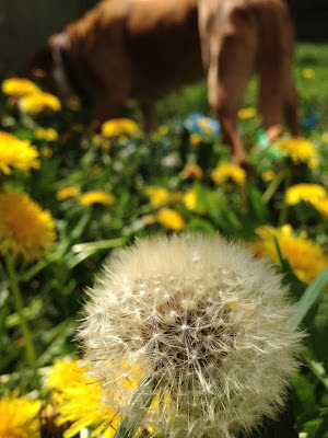 Dandelions