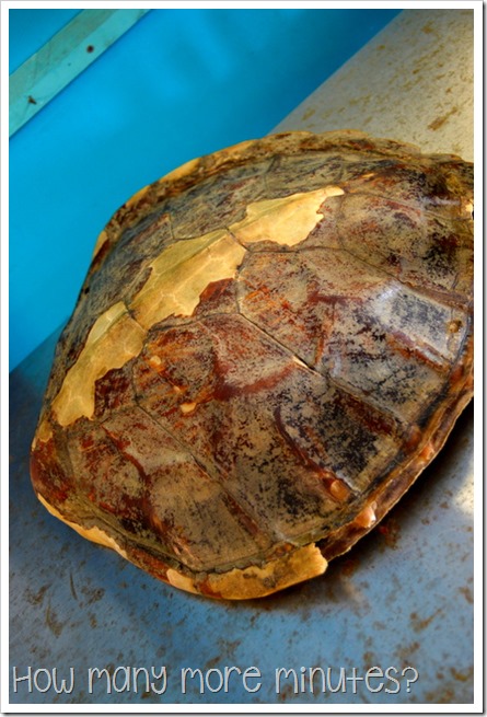 The Turtle Hospital at the Reef HQ Aquarium | How Many More Minutes?