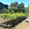 Fruit Trees For Sale In California : Tips for Growing Local Fruit Trees | Big Earth Supply : Check spelling or type a new query.