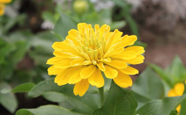 Zinnia Flowers