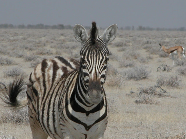 safari Africa