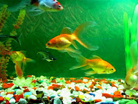 Tips Menjaga Kejernihan, Kebersihan, Kesehatan Ikan di Akuarium 