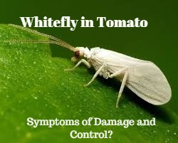 Whitefly