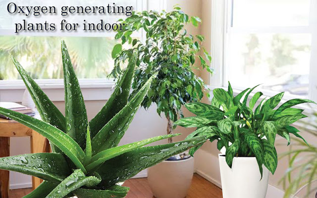 oxygen generating plants for indoor
