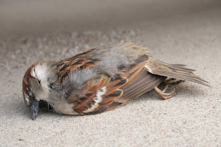 B u t t e r f l y: Dead Sparrow