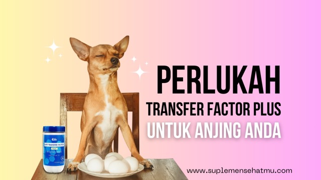 Transfer Factor Plus untuk Anjing, apakah diperlukan?