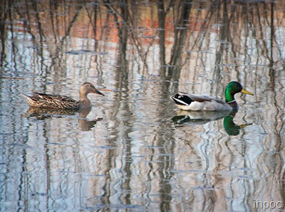 IMG_1270 copy