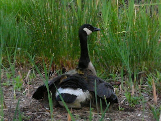 goslings in mom's wings