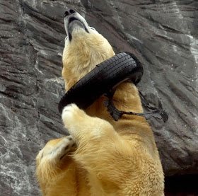 Polar bear playing with used tire (9 pics), cute polar bear picture, zoo polar bears, funny polar bears