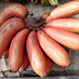 Extremely Health Benefits of Red Banana : Good for Weight Loss | Health and Fitness Rapidly