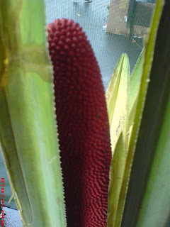 Manfaat Buah Merah