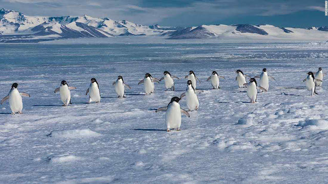 Pinguins de Adélia à procura de mar onde pescar e alimentar os filhotes.