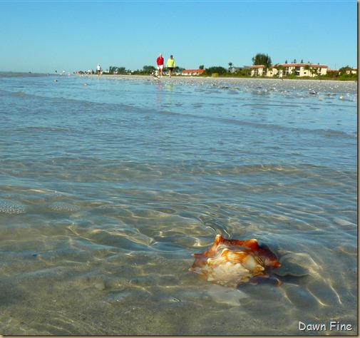 Sanibel Shell and birds_062