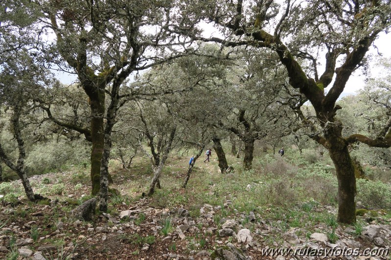 Sierra de los Pinos por las Pulgas