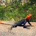 REPTILES (Agama Lizard)