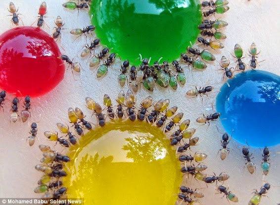 Ant-carrying - Why Ants Carry Their Dead and Other Fascinating Facts by Omar Cherif, One Lucky Soul