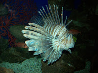 Fish in the Vancouver Aquarium