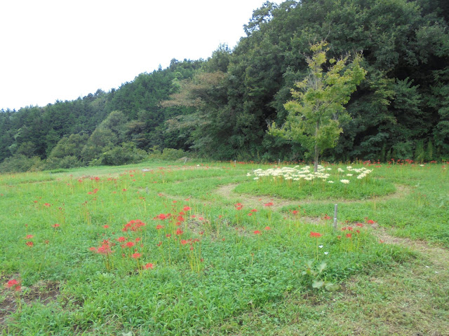 展望台の彼岸花畑