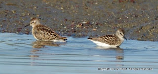 Least Sandpipers