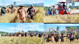 Kodim Polmas Panen Padi Perdana Dilahan Cetak Sawah Baru