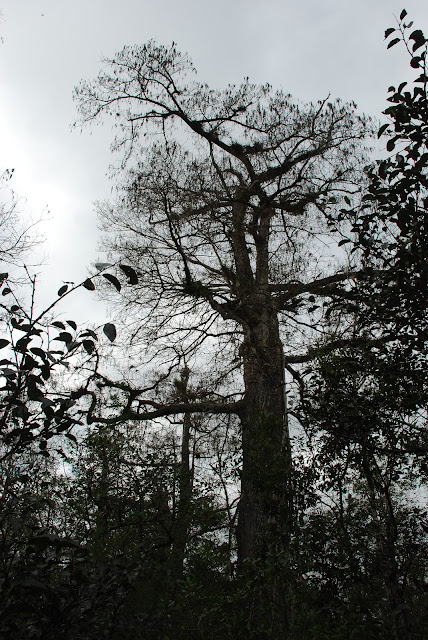 Audubon Corkscrew Swamp Sanctuary