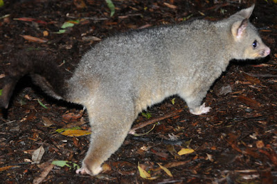 Common Brushtail Possum (Trichosurus vulpecula)