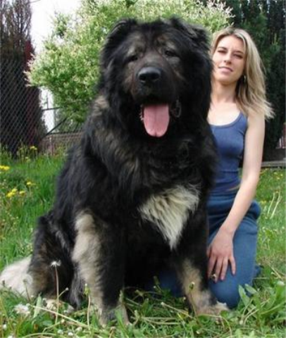 Largest   World on Biggest Dog In The World Biggest Dog In The World