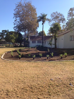 Plants Ready to be Planted