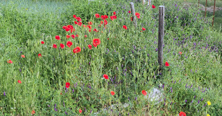 So many poppies, and the wild peas also