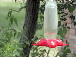 hummingbird2