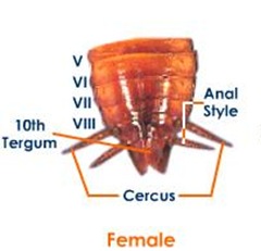  Cockroaches are constitute inward places where in that location is a warmth MR X Difference betwixt Male together with Female Cockroach