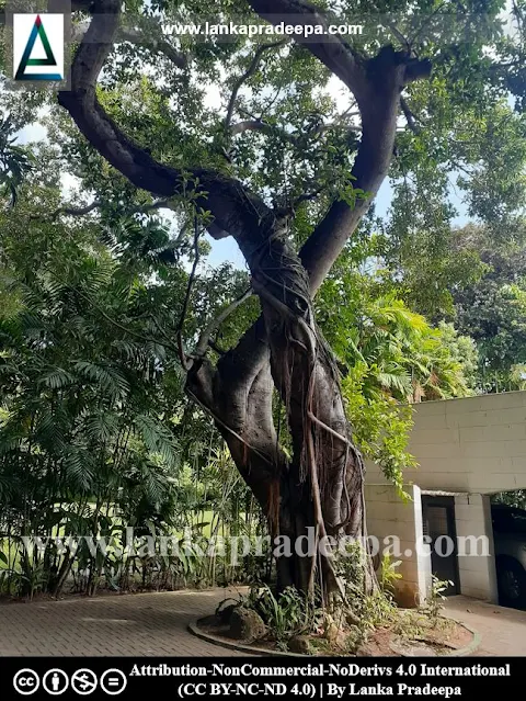 The Banyan tree planted by Lady Ridgeway