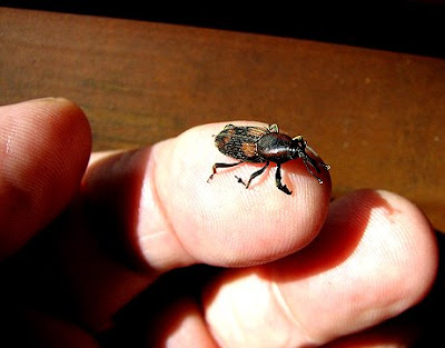 The New Guinea Sugarcane Weevil, Rhabdoscelus obscurus (Boisduval) is a pest 