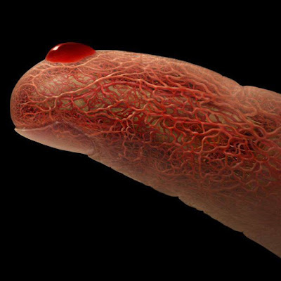 الأوعية-الدموية-في-الإصبع