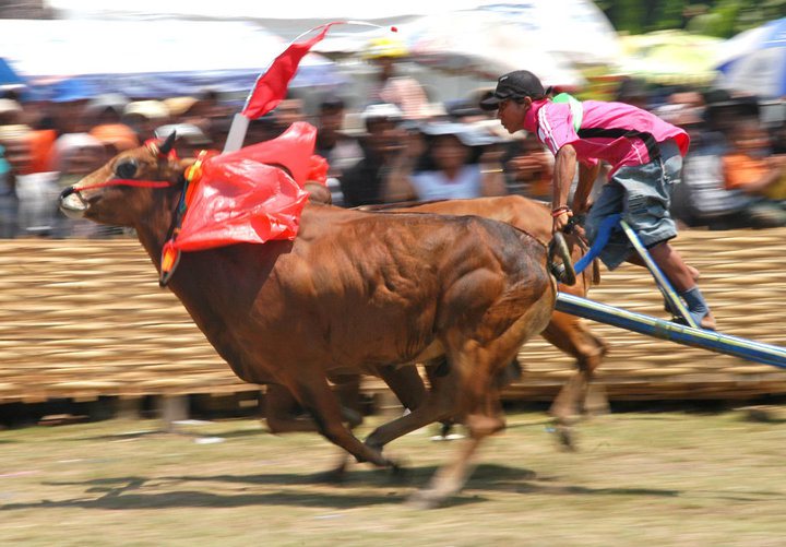 Sejarah Kerapan Sapi Madura Ahdi Popos