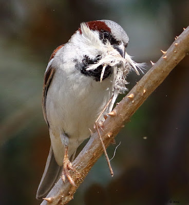 House Sparrow -