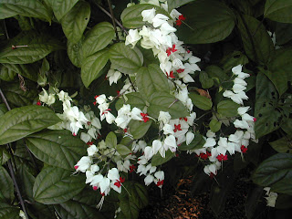 Clerodendrum thomsonae (Bleeding heart vine)