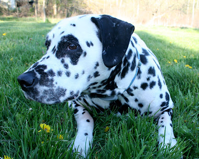 Dalmatian