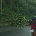 "Chuvas Causam Alagamentos em Ilhéus e Interditam Trecho da BR-415 devido a Queda de Árvore"