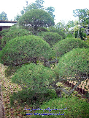 tanaman hias | tanaman bonsai | Tanaman pelindung | taman minimalis