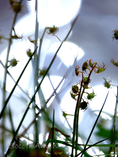 Mitella pauciflora
