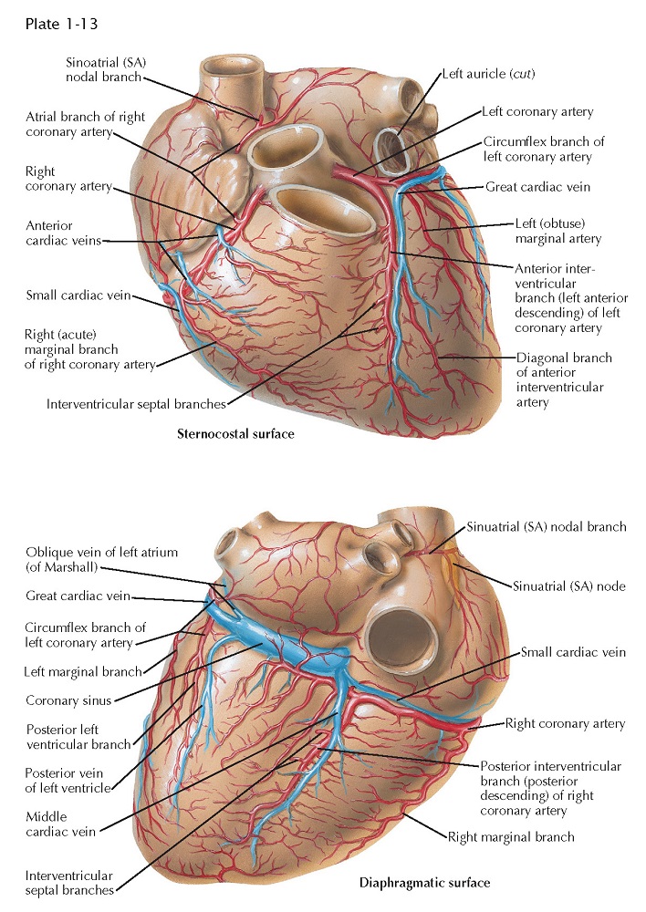 STERNOCOSTAL AND DIAPHRAGMATIC SURFACES