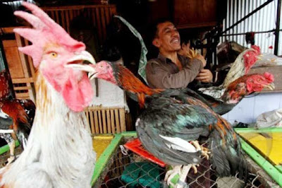 Ambon, Malukupost.com - Harga daging ayam kampung yang ditawarkan para peternak maupun pedagang eceran di pasar tradisional Kota Ambon menjelang Natal 25 Desember 2018 dan persiapan memasuki tahun baru 1 Januari 2019 cukup mahal yakni Rp150.000/ekor. "Yang mau membeli silahkan memilih, ada yang besar ada yang sedang dan ada yang kecil untuk jenis pejantan mulai dari Rp80.000 hingga Rp150.000/ekor," kata seorang peternak yang datang dari Pulau Seram untuk menjual sendiri hasil ternaknya di Ambon, Minggu (23/12).