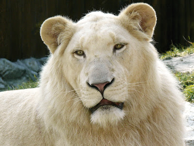 Fotos e Imagens de Leões - Foto de Leão branco